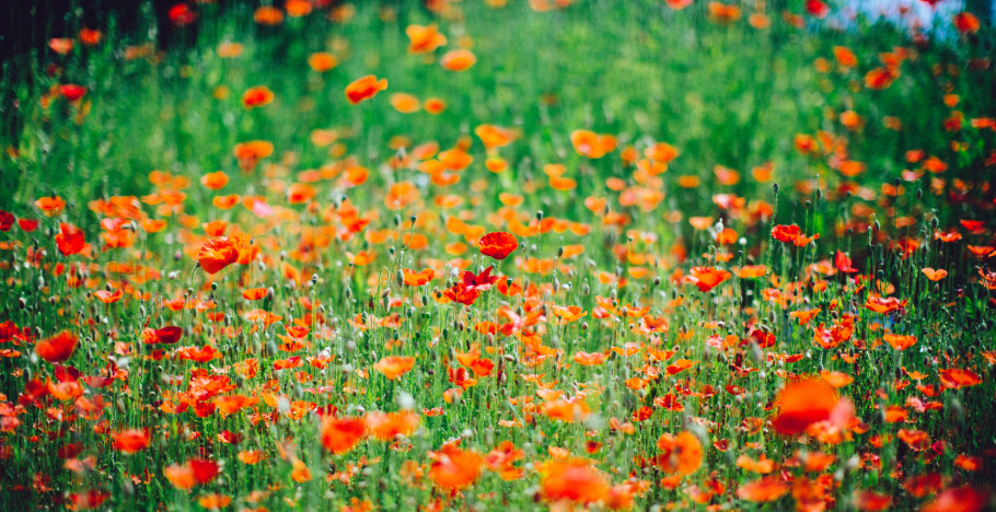 Nature valuing