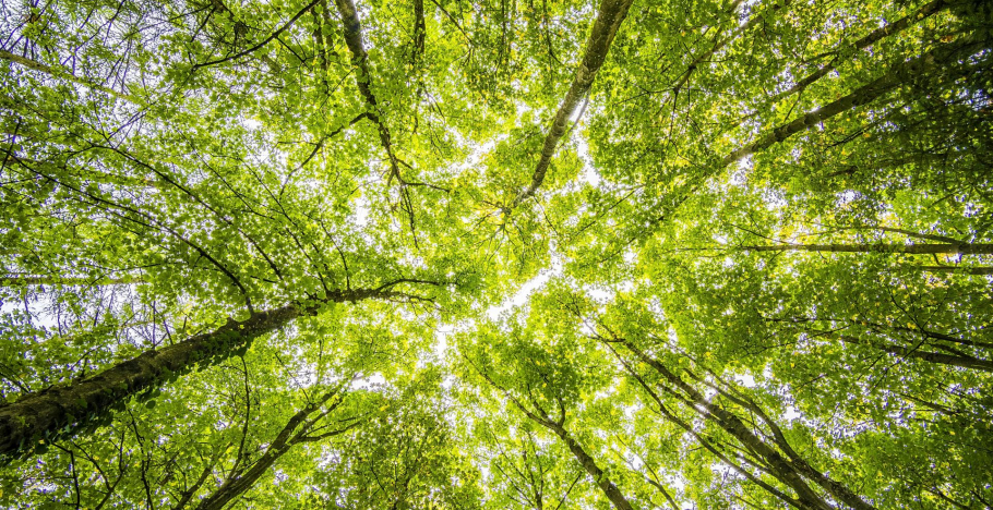 Value Nature
